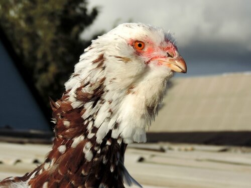 Орловская ситцевая