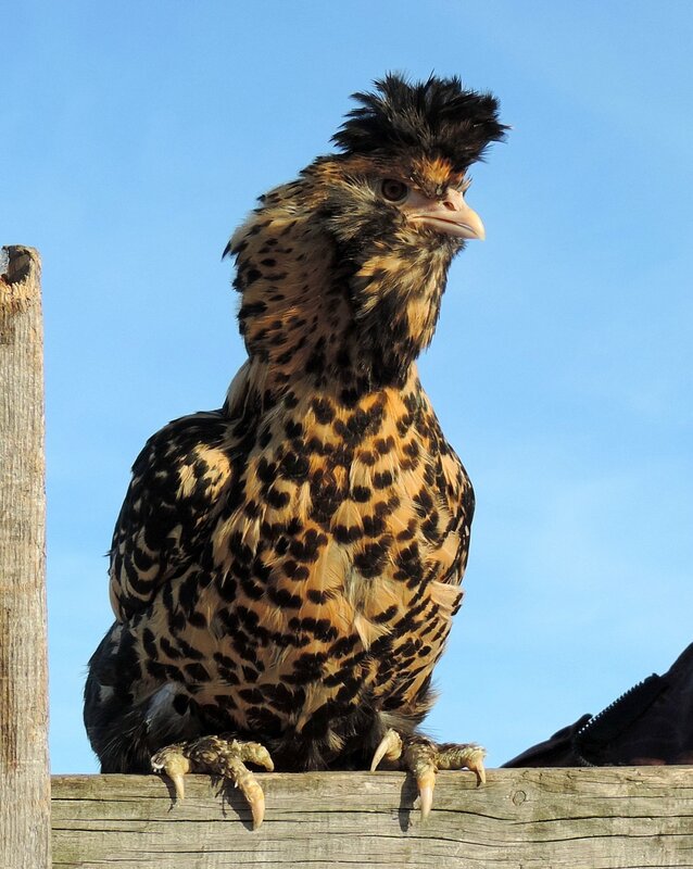 Павловская курочка