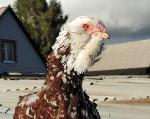 Орловская ситцевая