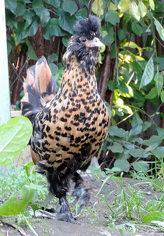 Молодняк, 4 месяца, 2013