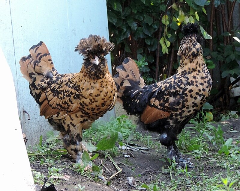 Молодняк, 4 месяца, 2013