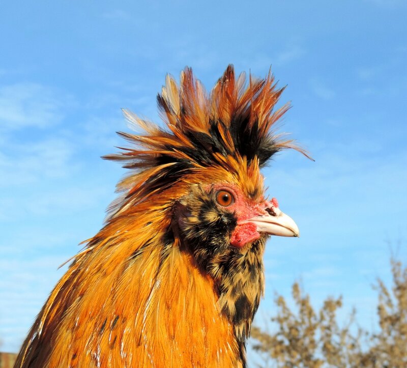 ПАВЛОВСКАЯ