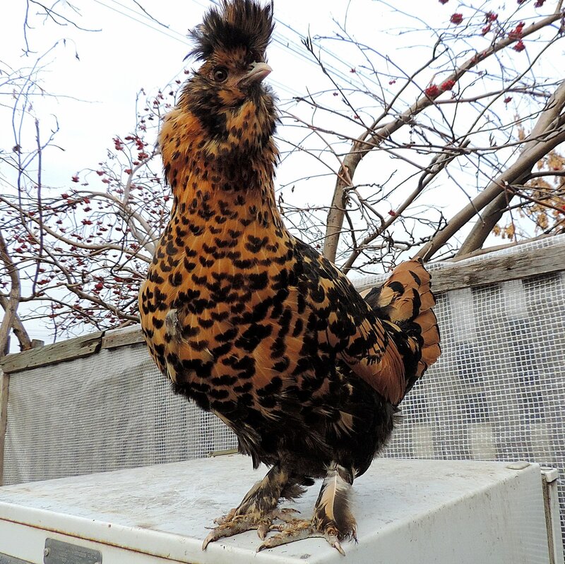 ПАВЛОВСКАЯ