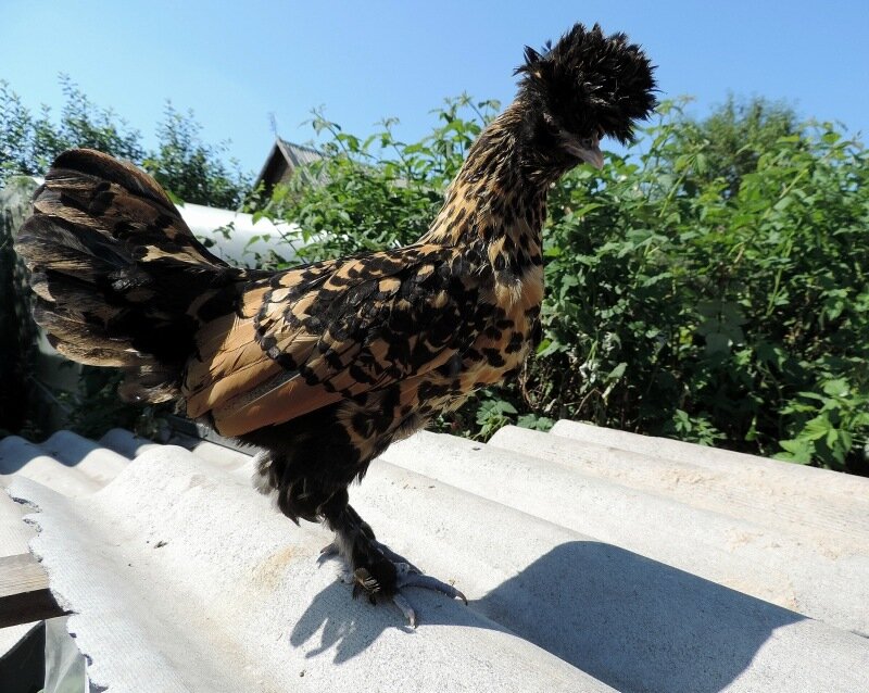 Молодняк, 4 месяца, 2013