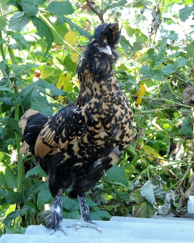 Молодняк, 4 месяца, 2013