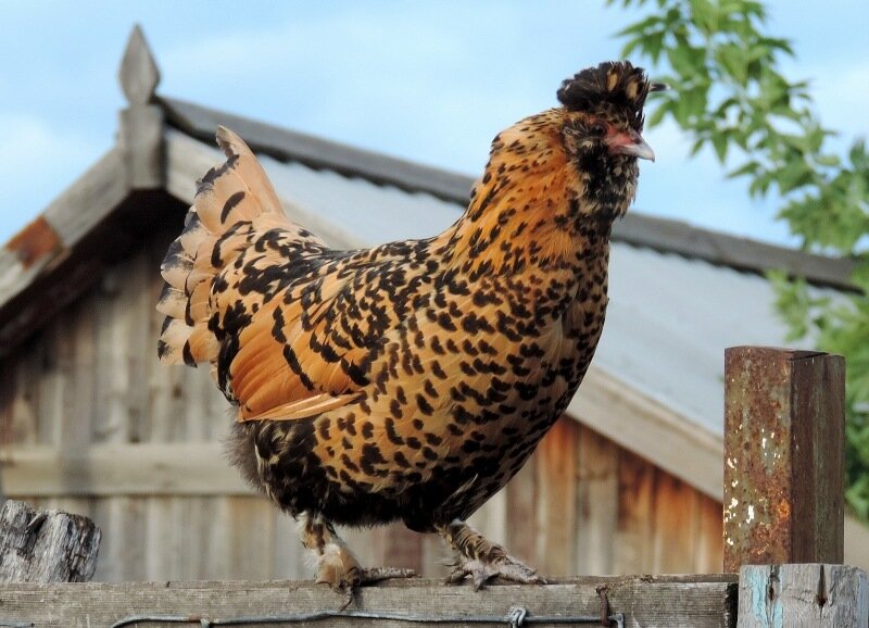 Сентябрь 2013