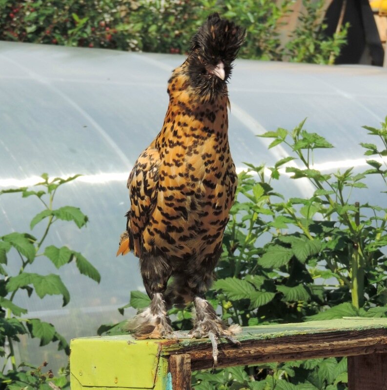 Молодняк 2013