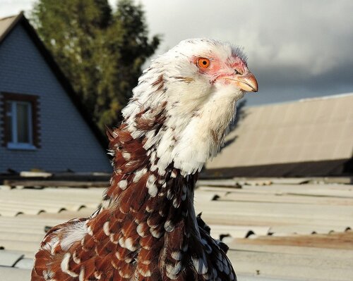 Орловская ситцевая