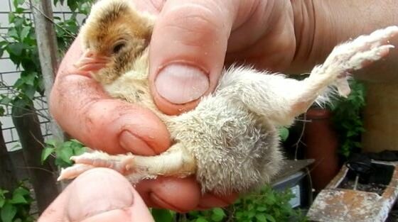 ПАВЛОВСКИЙ