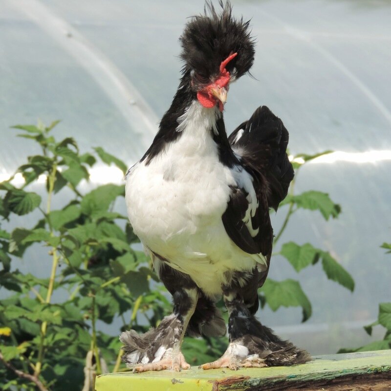 Молодняк 2013