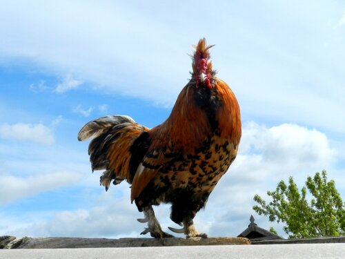 ПАВЛОВСКАЯ