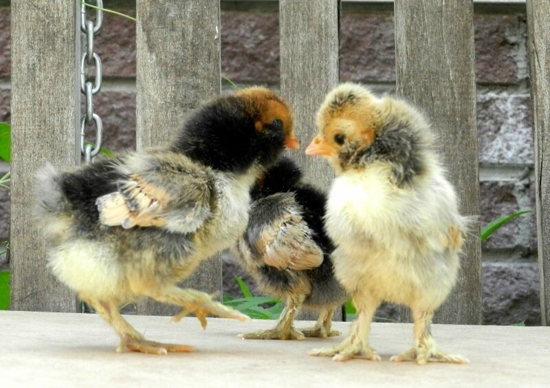 цыплята