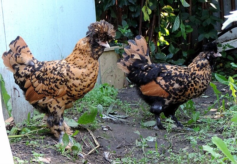 Молодняк, 4 месяца, 2013