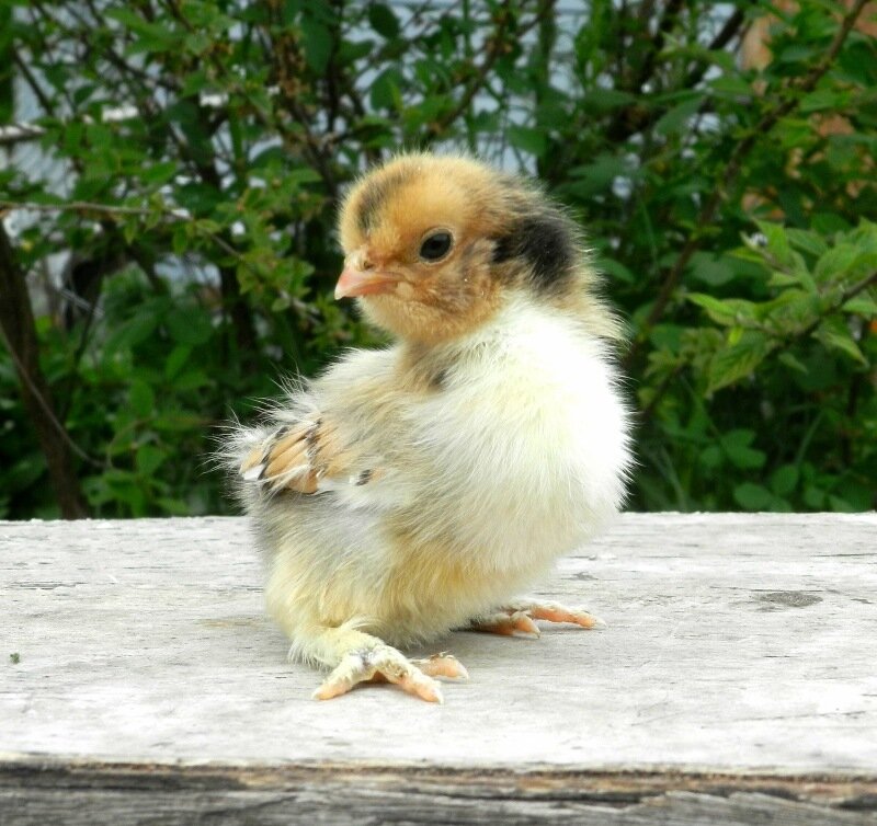 8 июня 2013 Павловские цыплята