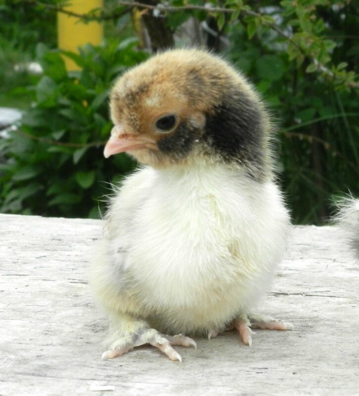 8 июня 2013 Павловские цыплята