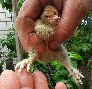 ПАВЛОВСКИЙ