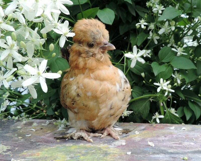 Курочка Бентамка