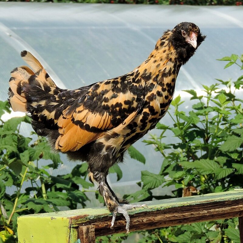 Молодняк 2013