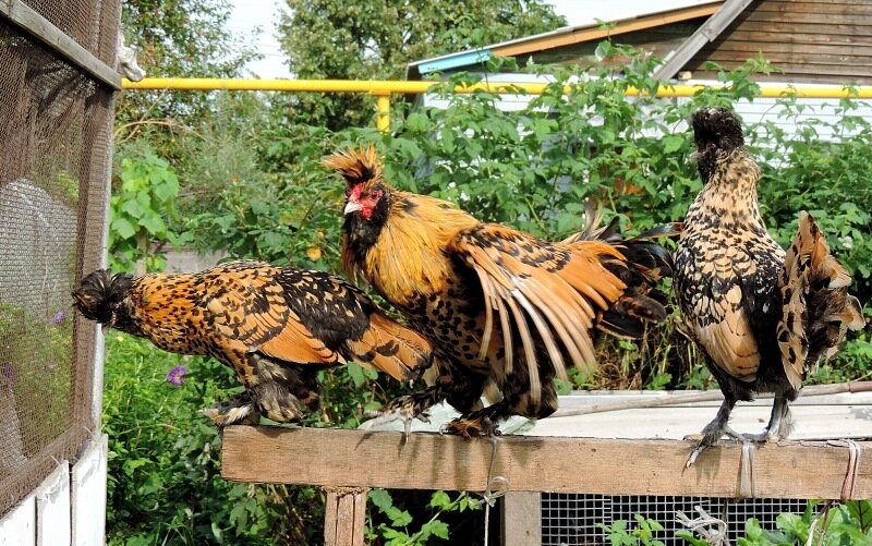 Сентябрь 2013