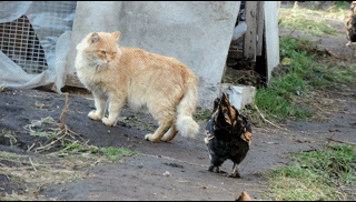 Куры атакуют 2 Коты не пройдут незамеченными Кошки и Куры