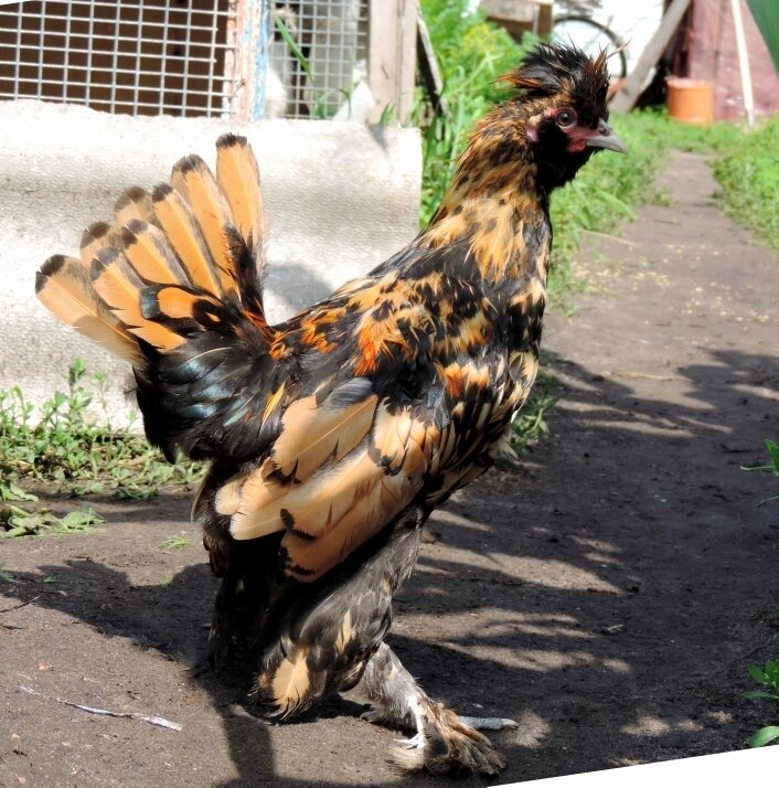 Молодняк 2013