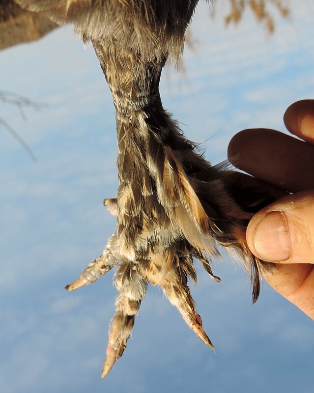 Павловские