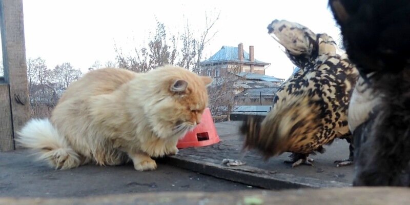 Как Павловские курочки украли у Пуха рыбку