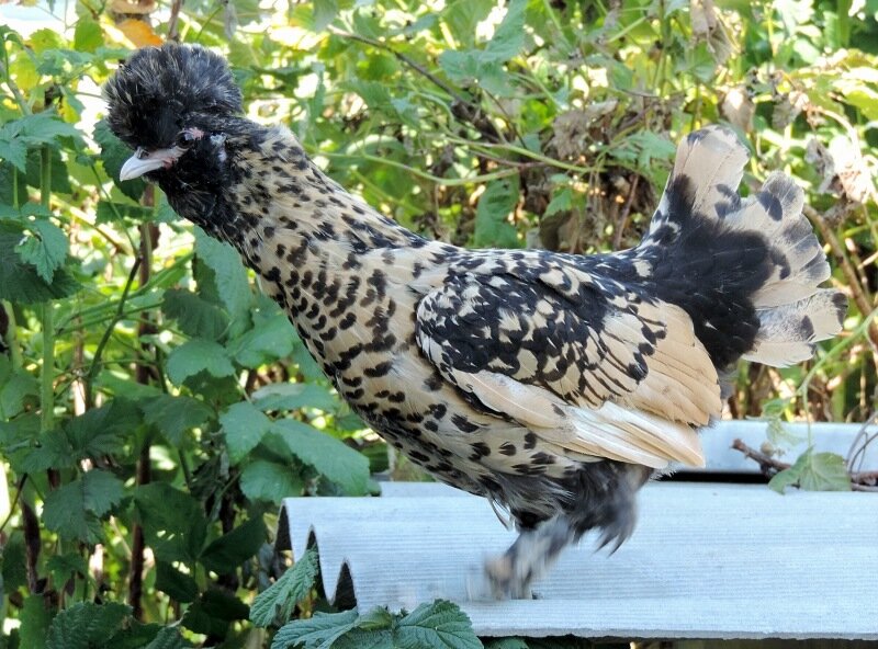 Молодняк, 4 месяца, 2013