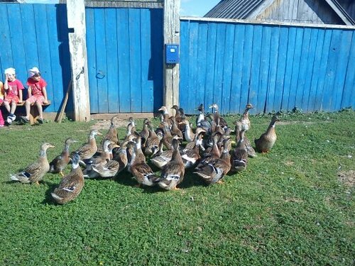 ферма мартыновых