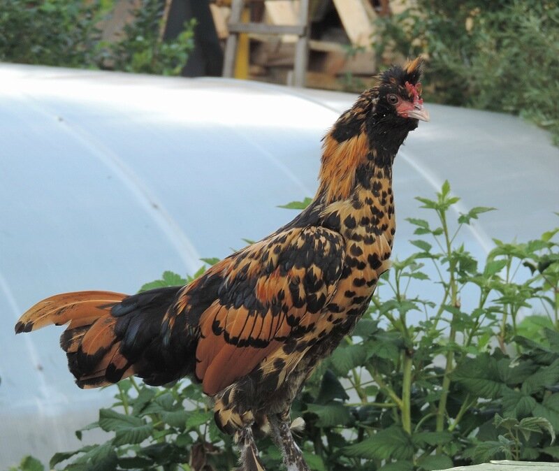 Молодняк 2013