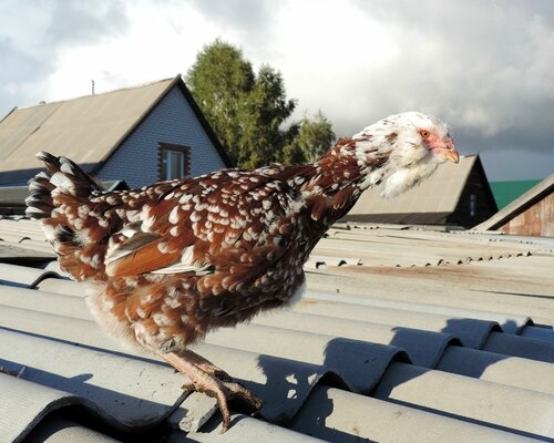 Орловская ситцевая