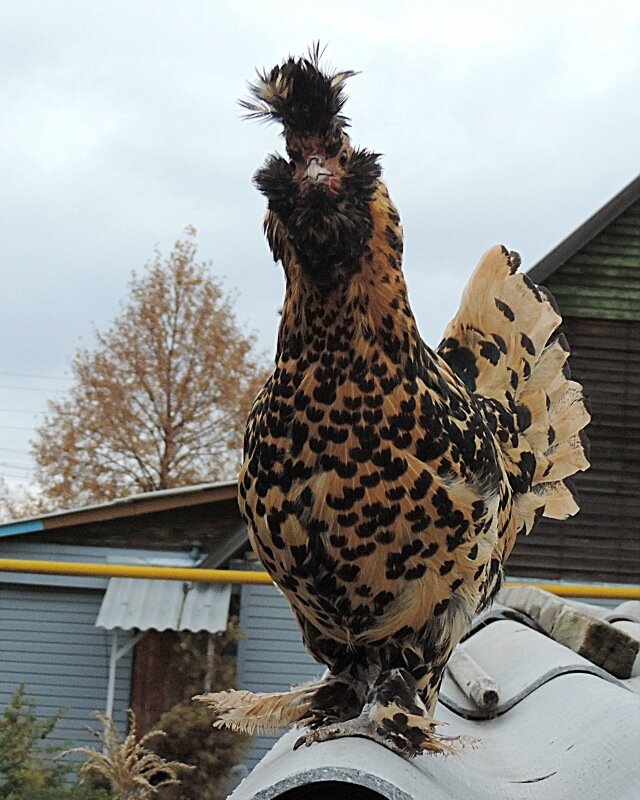 4 октября 2013