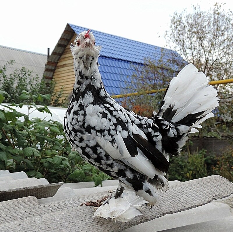 4 октября 2013