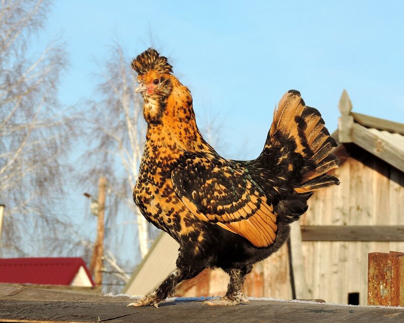 Старинная русская павловская порода кур