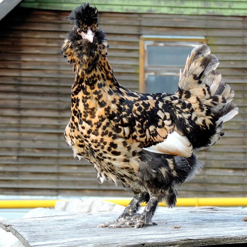 ПАВЛОВСКАЯ КУРОЧКА 2013