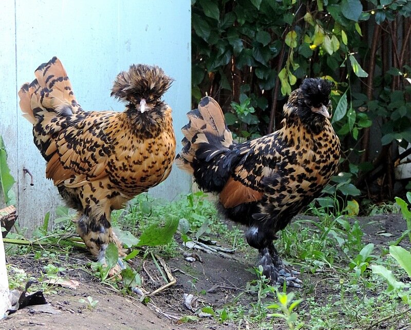 Молодняк, 4 месяца, 2013