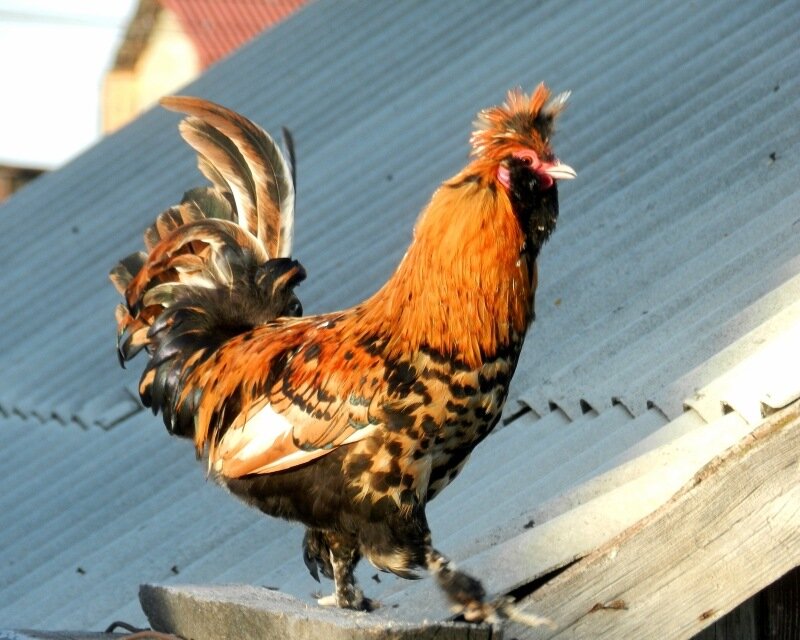 ПАВЛОВСКИЕ