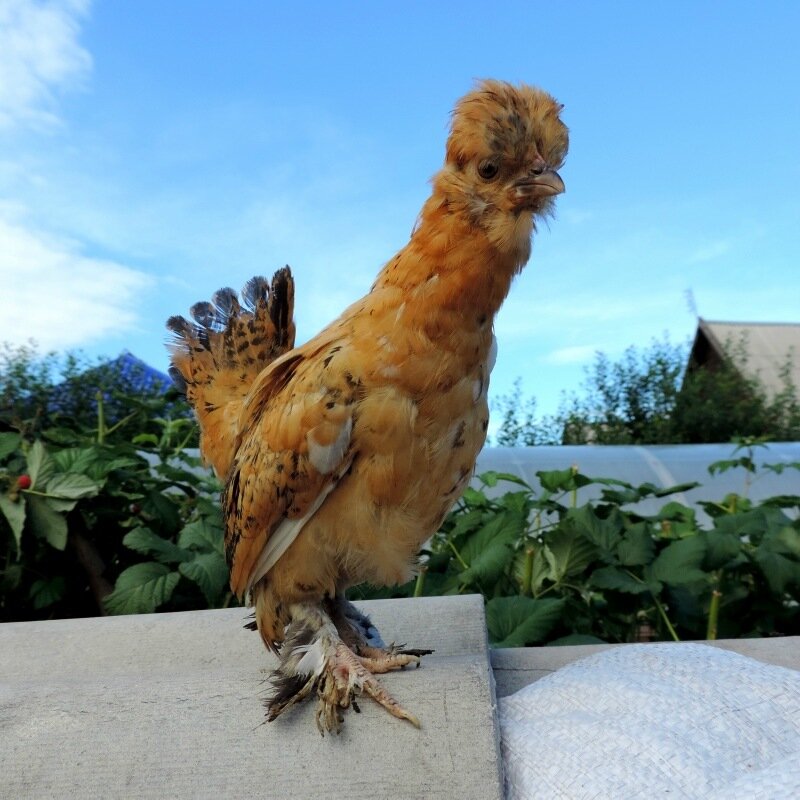 Курочка Бентамка