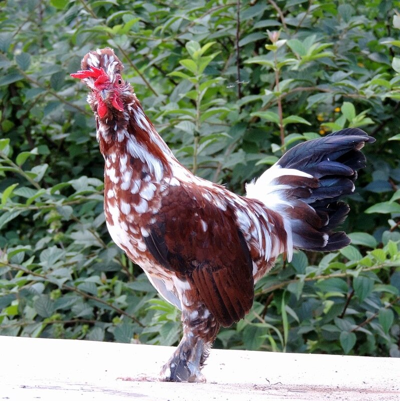 26 августа 2013