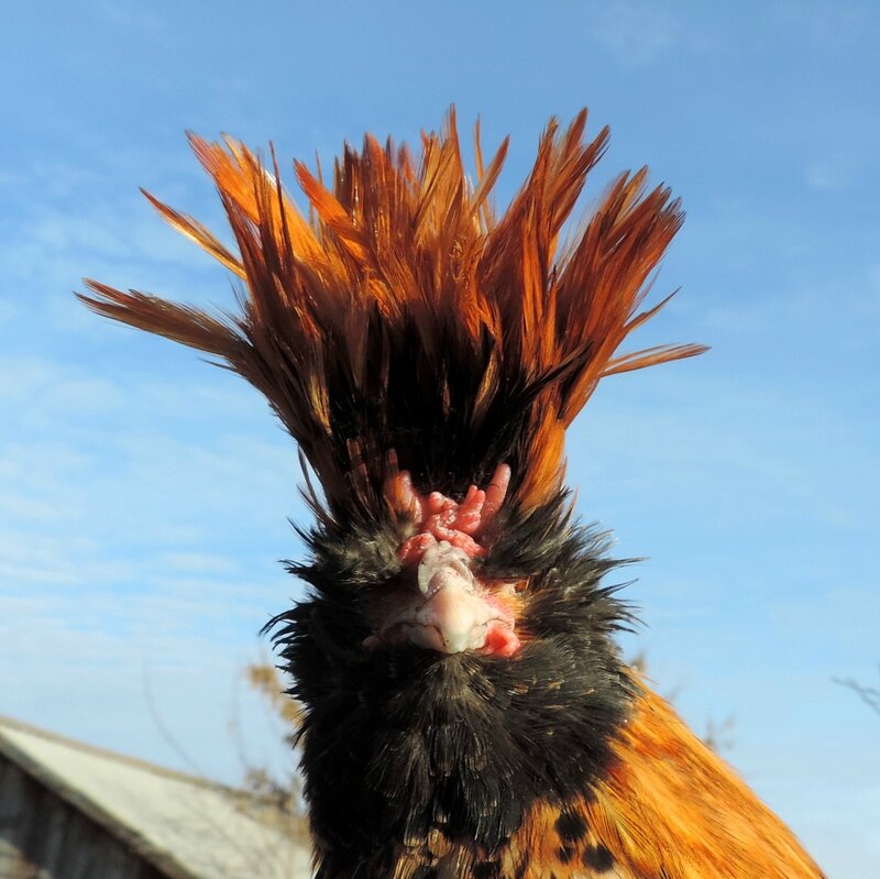 ПАВЛОВСКАЯ