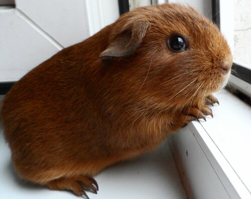 шоколадная шиншилла