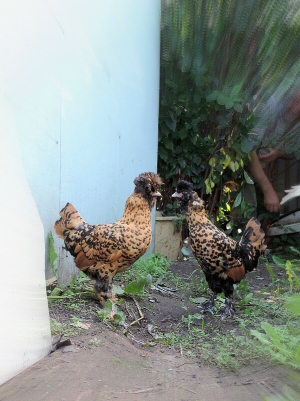 Молодняк, 4 месяца, 2013