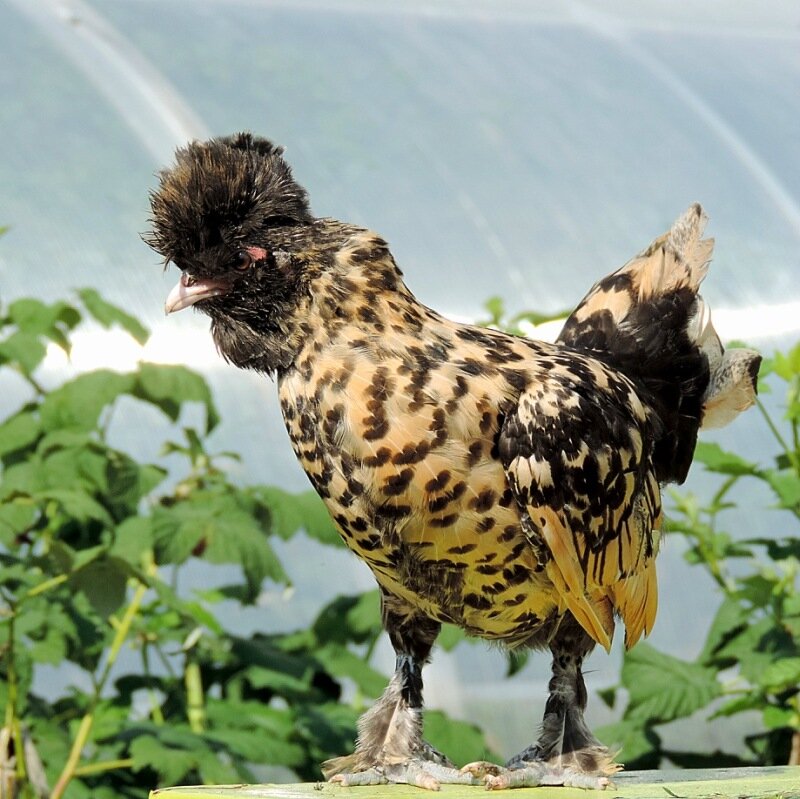 Молодняк 2013