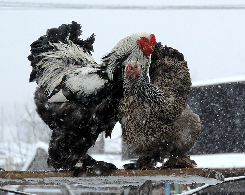 Опять метель