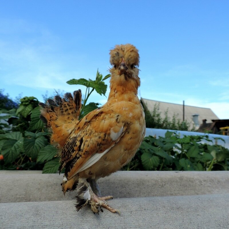 Курочка Бентамка