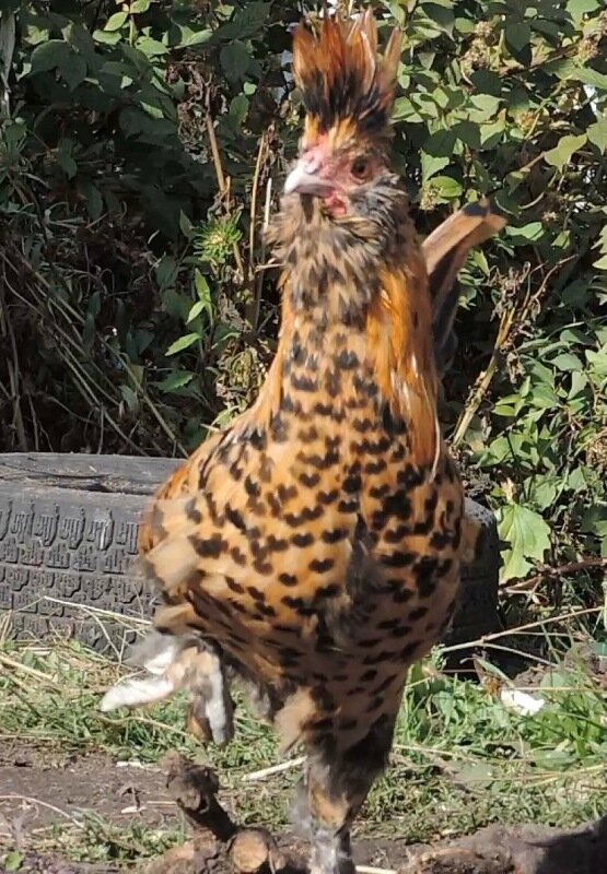 7 октября 2013