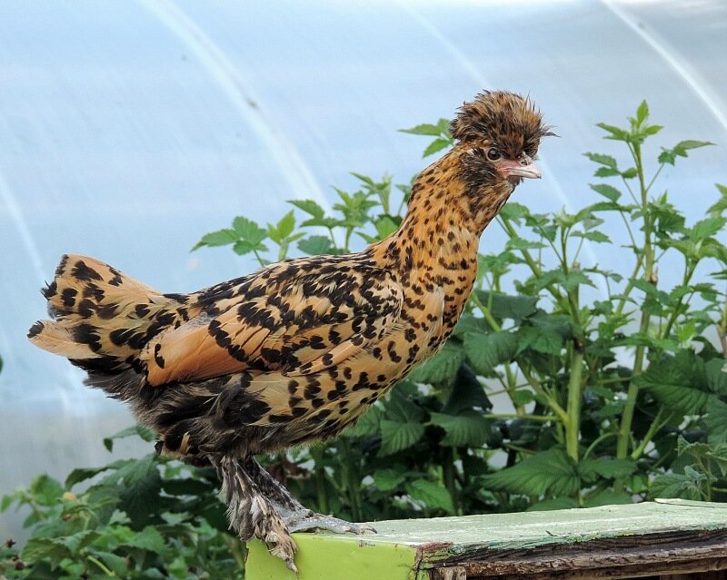 Молодняк 2013