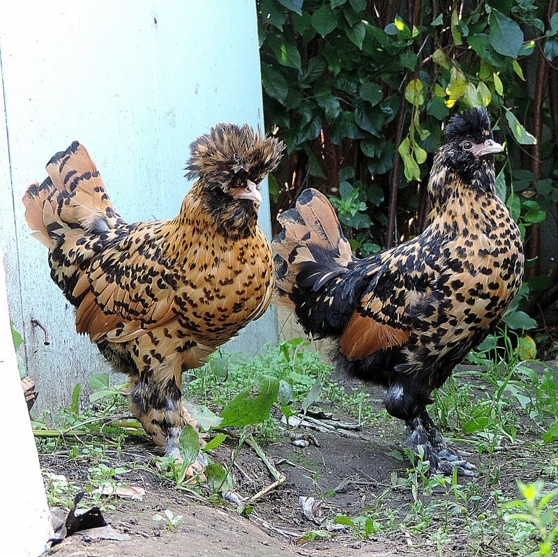 Молодняк, 4 месяца, 2013