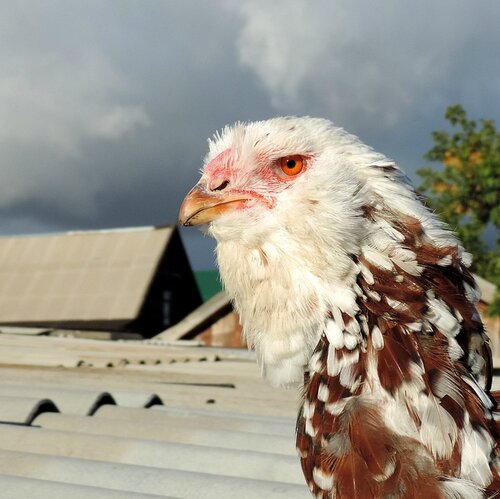 Орловская ситцевая