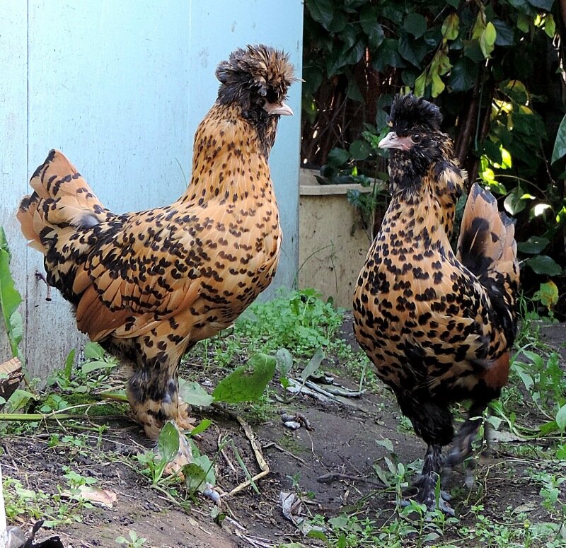 Молодняк, 4 месяца, 2013